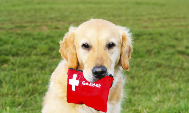 Golden retriever sitting outside on grass with first aid kit in mouth.