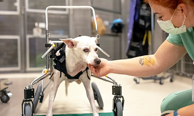 dog in wheelchair being examined by neurologist