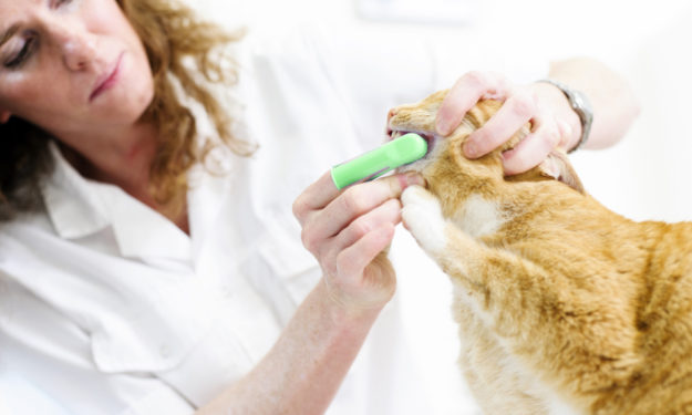 Orange cat with vet during dental appointment