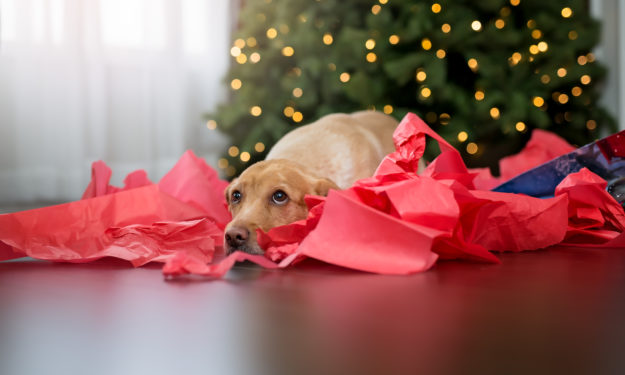 Dog lying in wrapping paper under Christmas tree